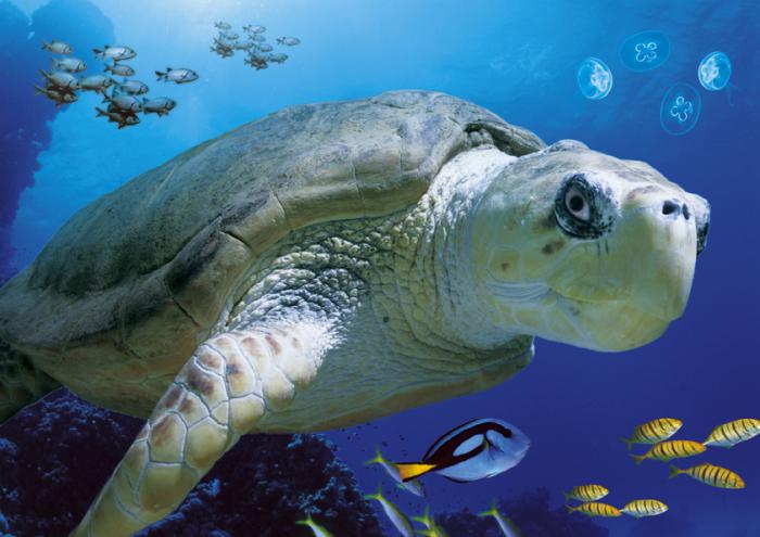 fond-marin-la-vie-des-océans-tortue-géante