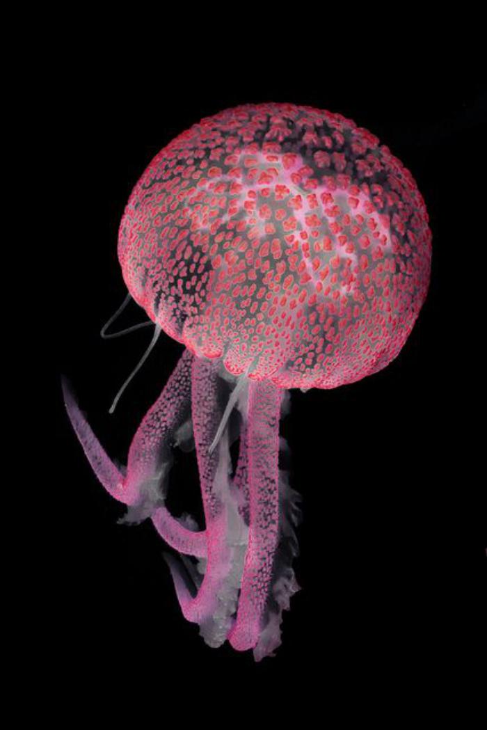 fond-marin-la-vie-marine-méduse-toute-rose