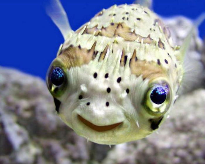fond-marin-le-poisson-qui-sourit-êtres-sou-s-marins-sympas
