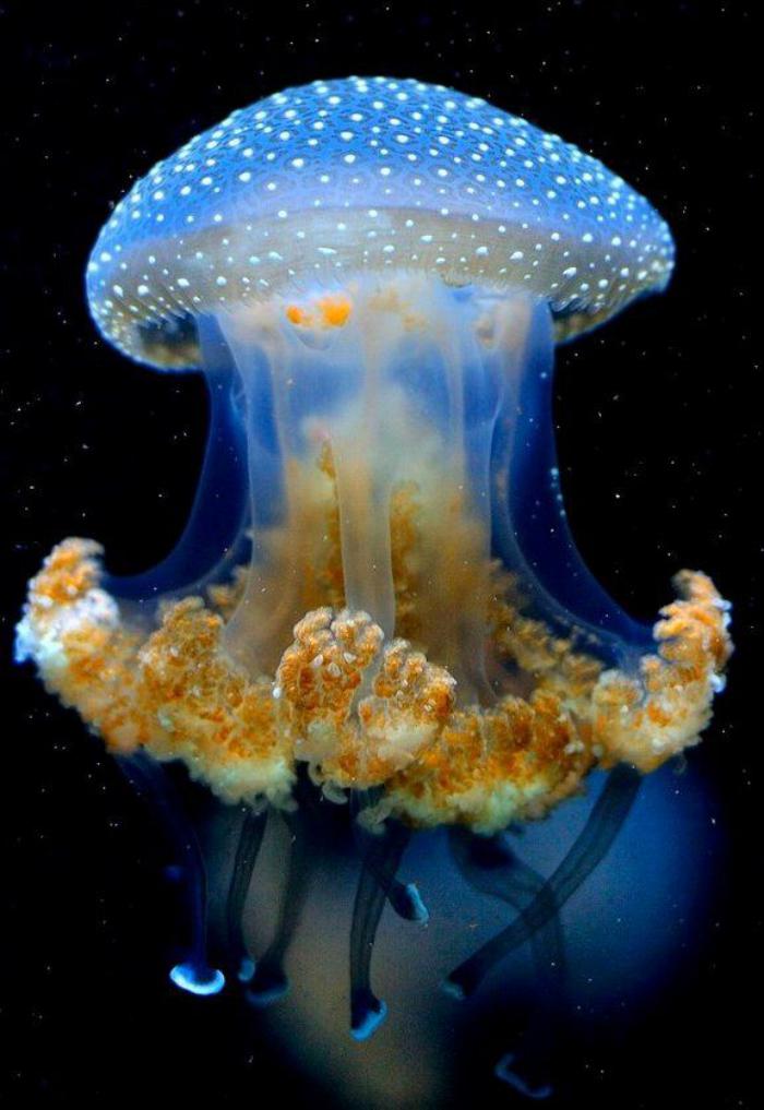 fond-marin-méduse-magnifique-prise-en-photo