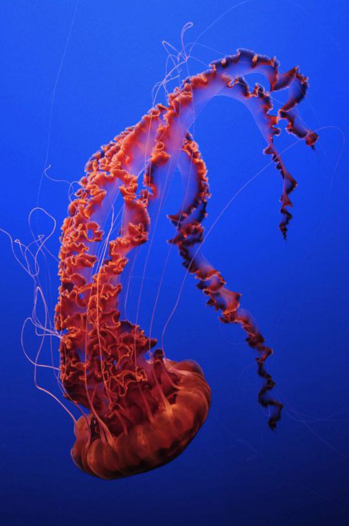 fond-marin-méduse-magnifique-rouge-la-vie-dans-la-mer