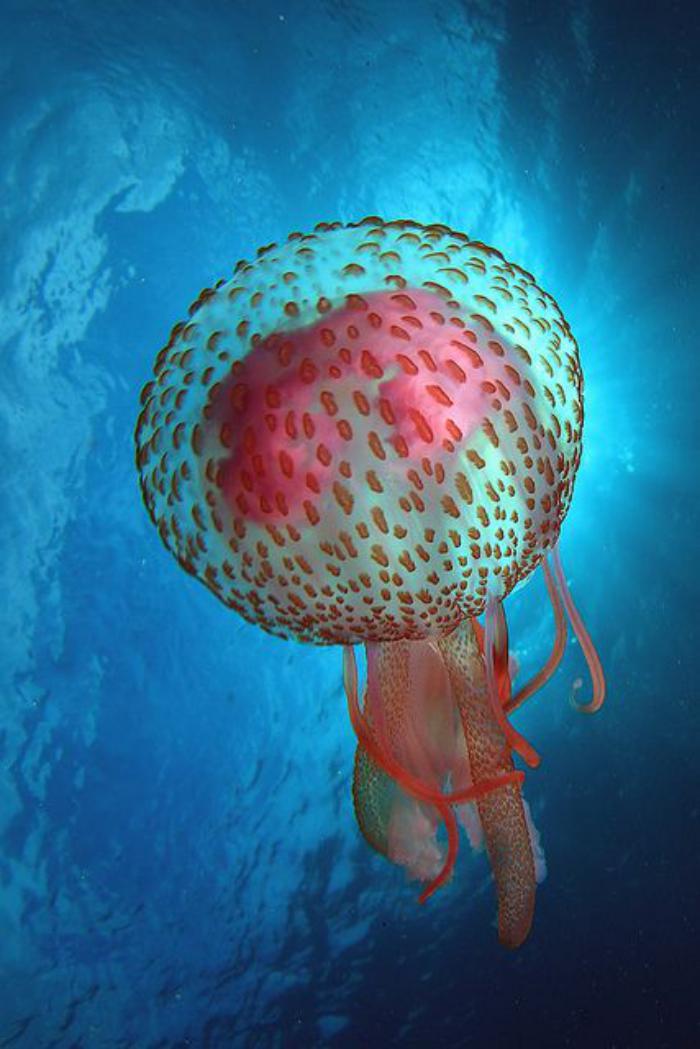 fond-marin-méduse-majestueuse-coloration-rose