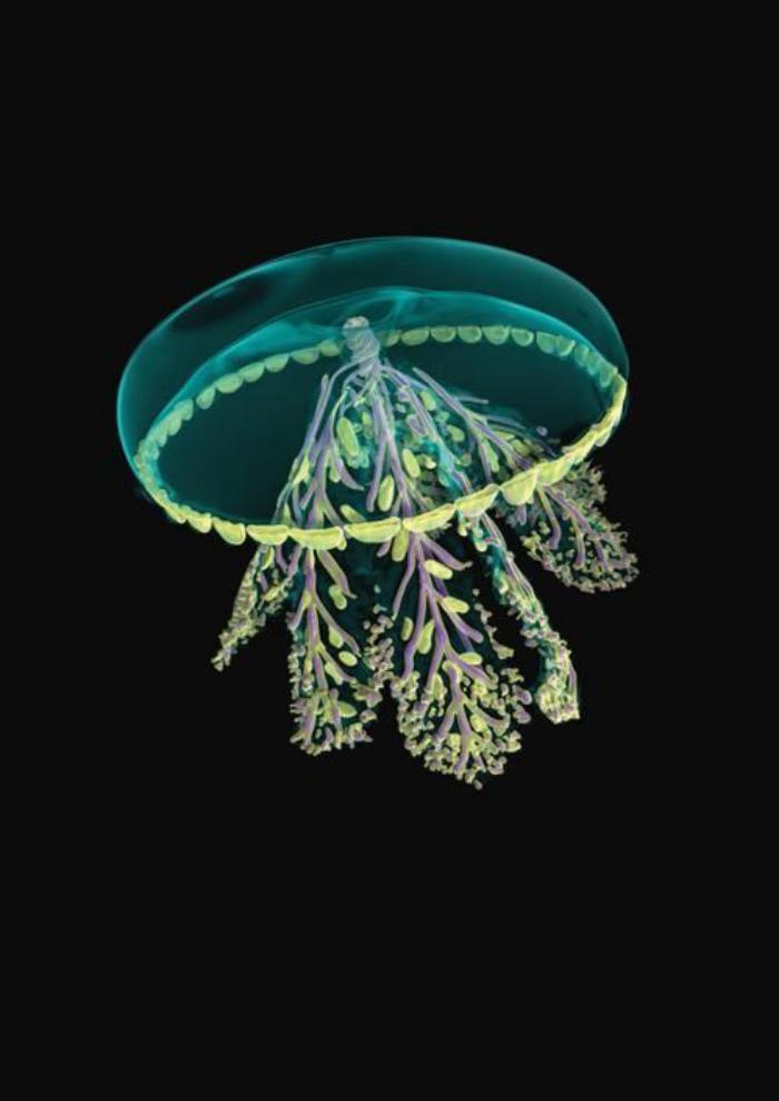 fond-marin-méduse-étrange-couleurs-uniques