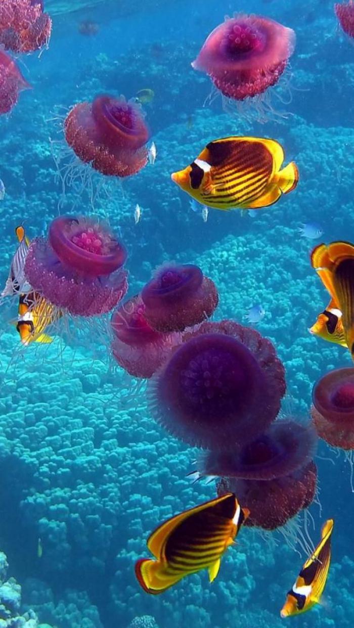 fond-marin-méduses-poissons-et-coraux-bleus