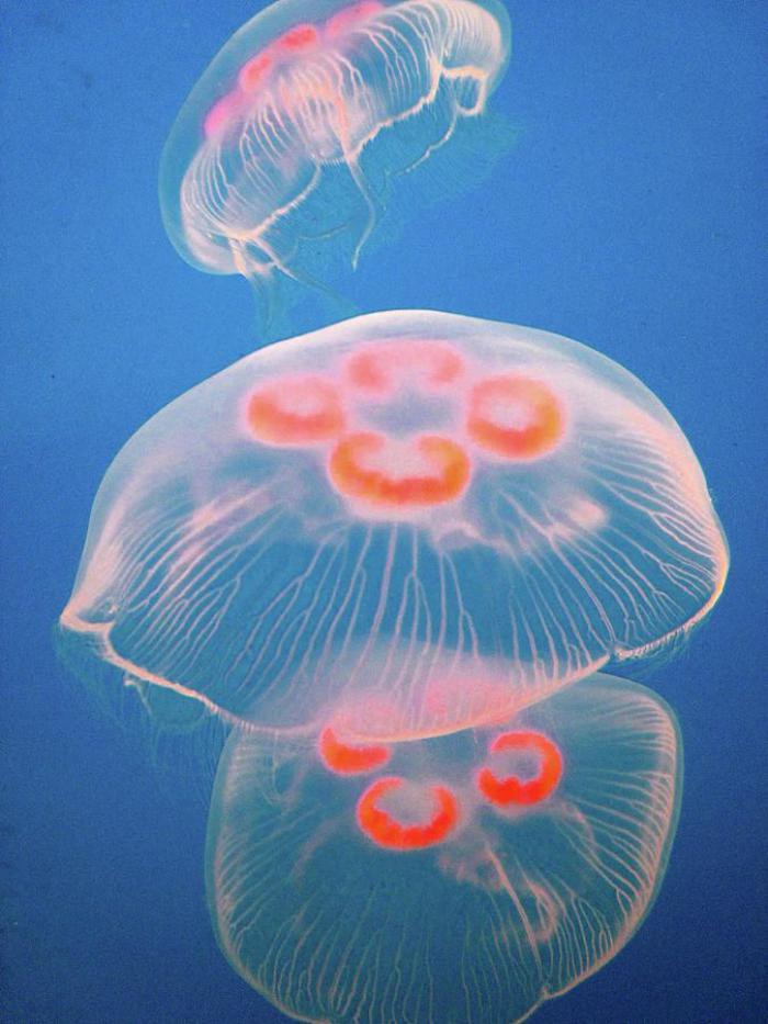 fond-marin-photos-du-fond-marin-méduses