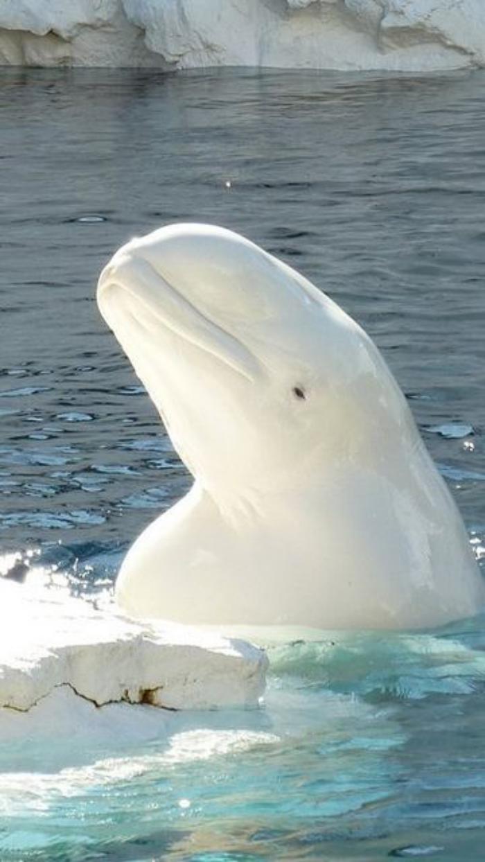 fond-marin-sortie-des-fonds-marins-baleine-blanche