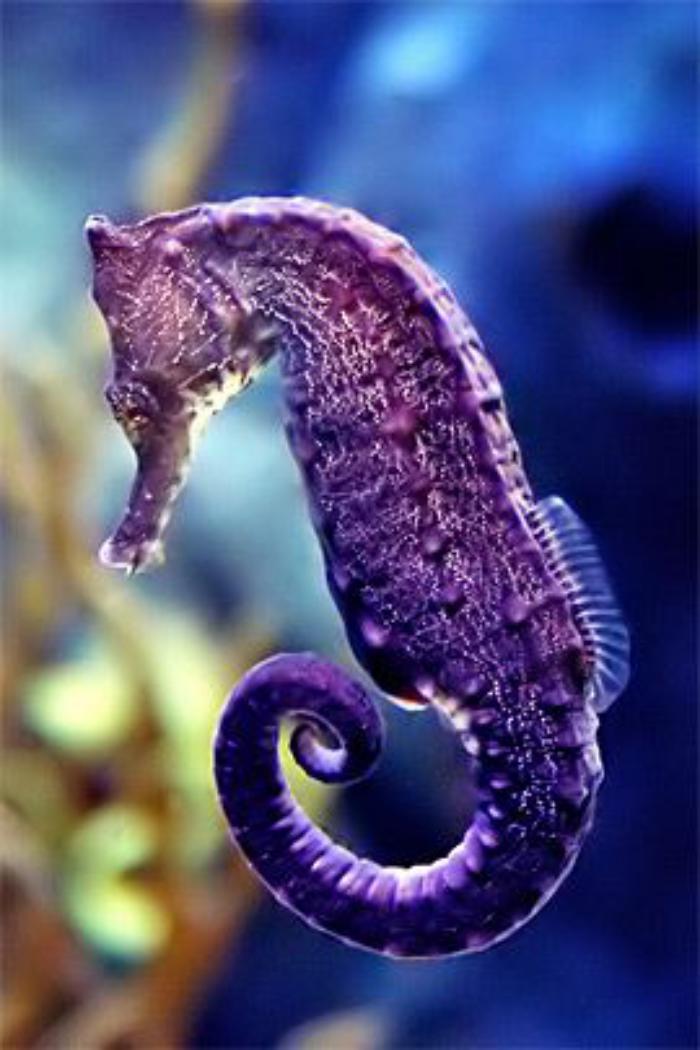 fond-marin-une-hippocampe-en-lilas