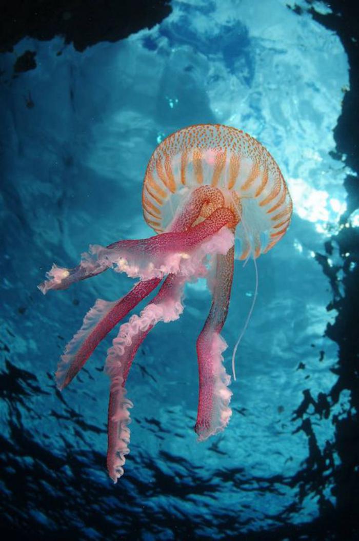 fond-marin-une-méduse-princesse-rose