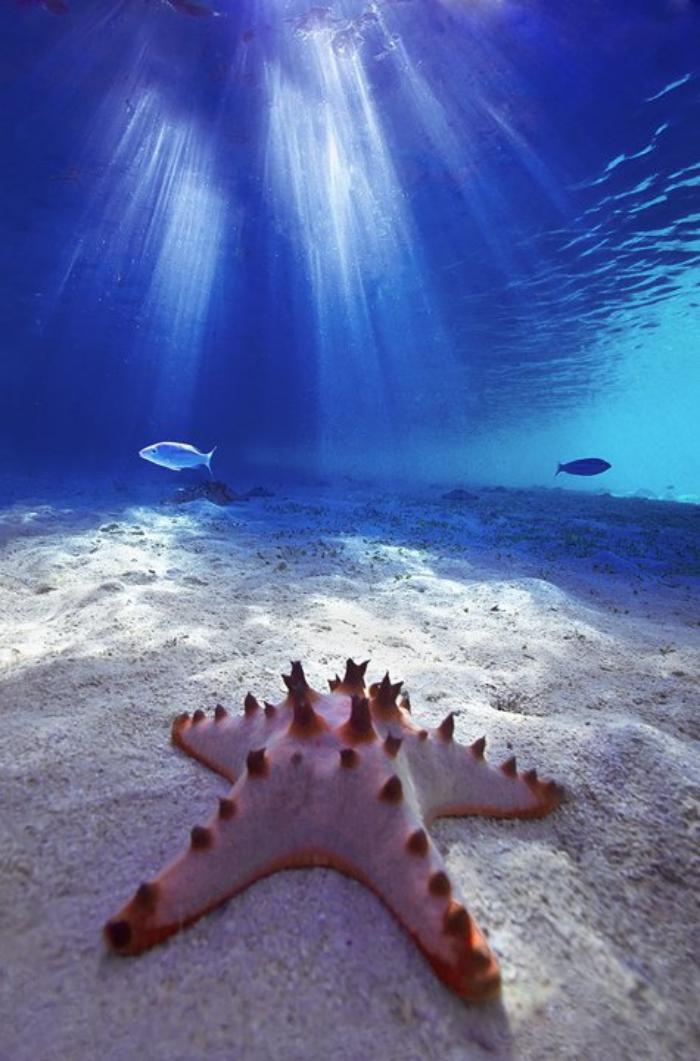 fond-marin-étoile-de-mer-rose-touchée-par-les-rayons-de-soleil