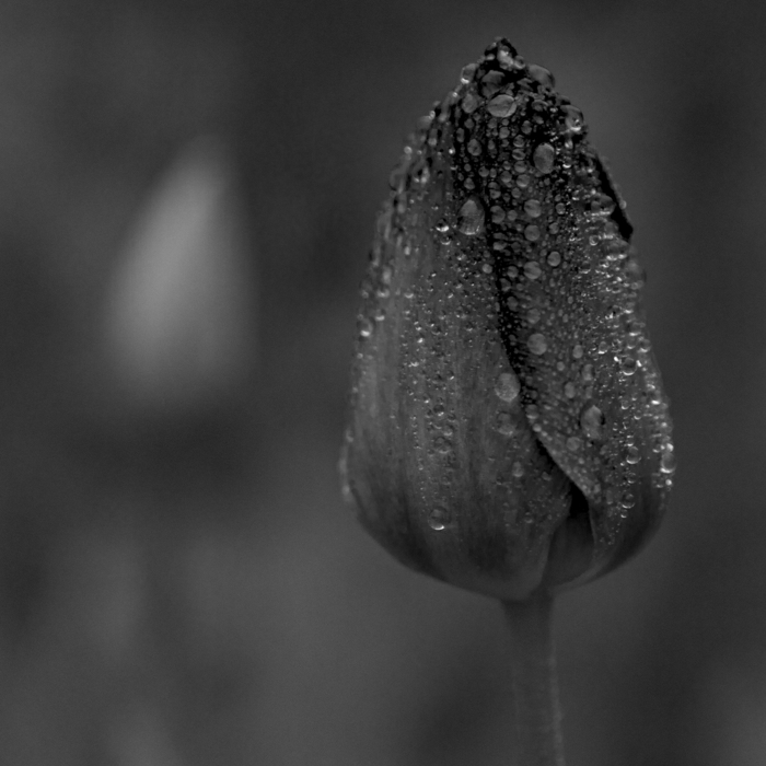 La tulipe noire – 40 belles images