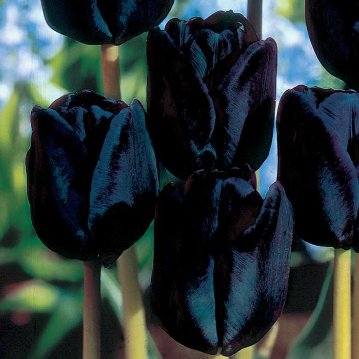 idée-bouquet-tulipe-noire-fleur-de-beauté-réel-en-noir