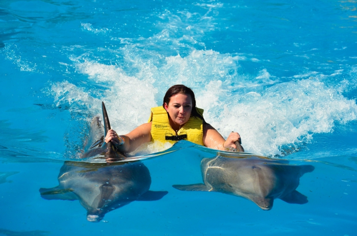 idée-cadeau-coupon-nager-avec-les-dauphins-france-deux-dauphines