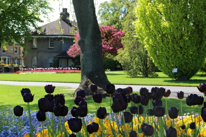 idées-bouquet-tulipe-noire-fleur-de-beauté-réel-arbre-maison-jardin