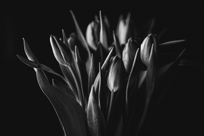idées-bouquet-tulipe-noire-fleur-de-beauté-réel-photo-noir-et-blanc