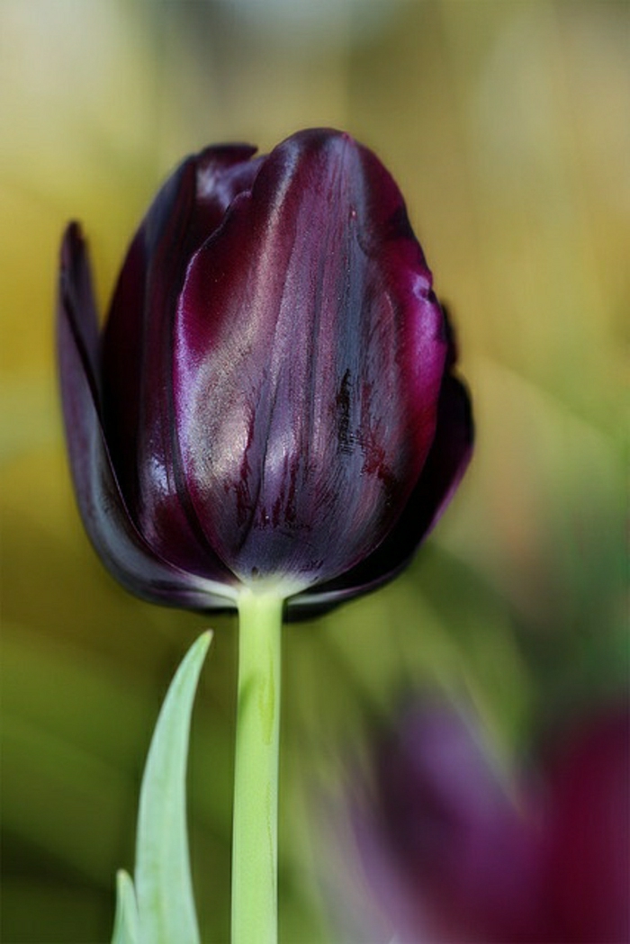 idées-bouquet-tulipe-noire-fleur-de-beauté-réel-violet