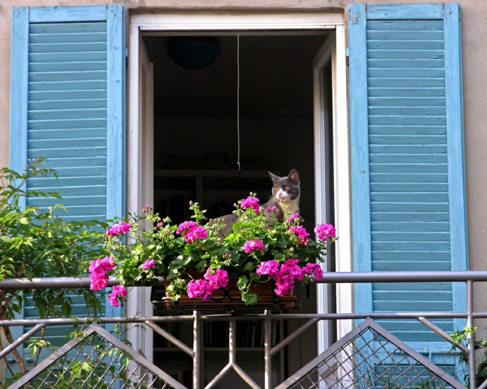 joli-balcon-avec-fleurs-de-balcon-colorés-violet-avec-chat-pour-votre-balcon
