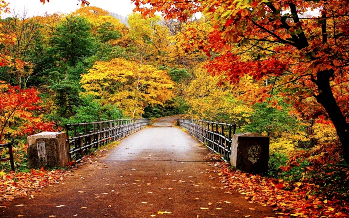 la-beauté-de-la-nature-paysage-automne-saison-pont-foret