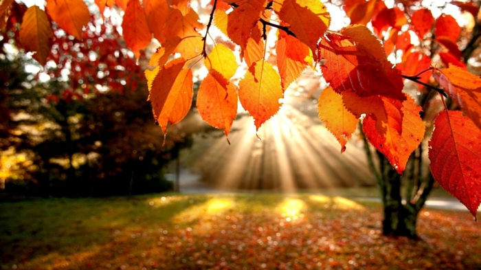 la-beauté-de-la-nature-paysage-automne-saison-vue-soleil