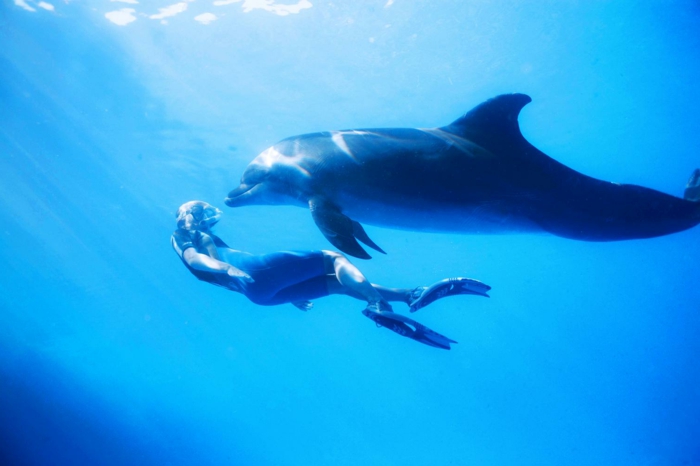 la-rencontre-avec-les-dauphins-rêver-à-faire-un-nage-belle-photo