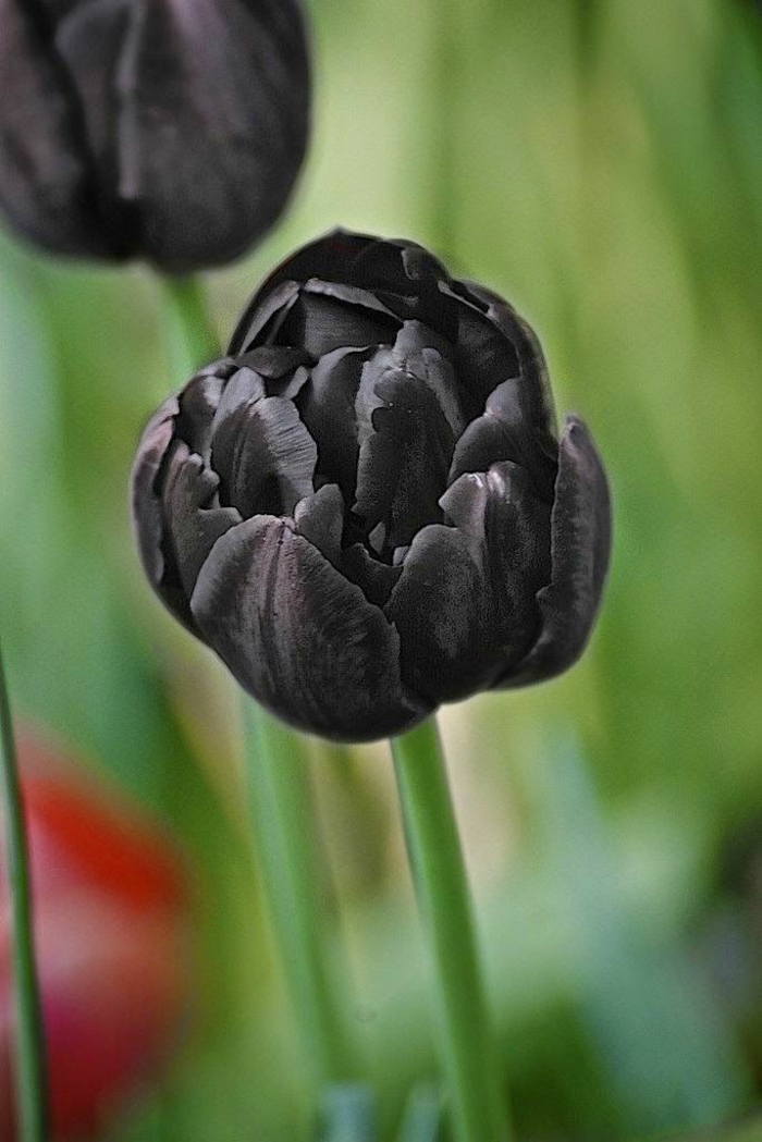 la-tulipe-noire-fleur-le-vert-et-les-belles-fleurs-belle-pivoine-magnole-tulip