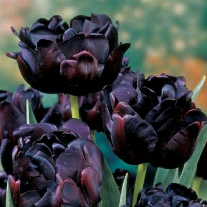 la-tulipe-noire-fleur-le-vert-et-les-belles-fleurs-différent-fleur
