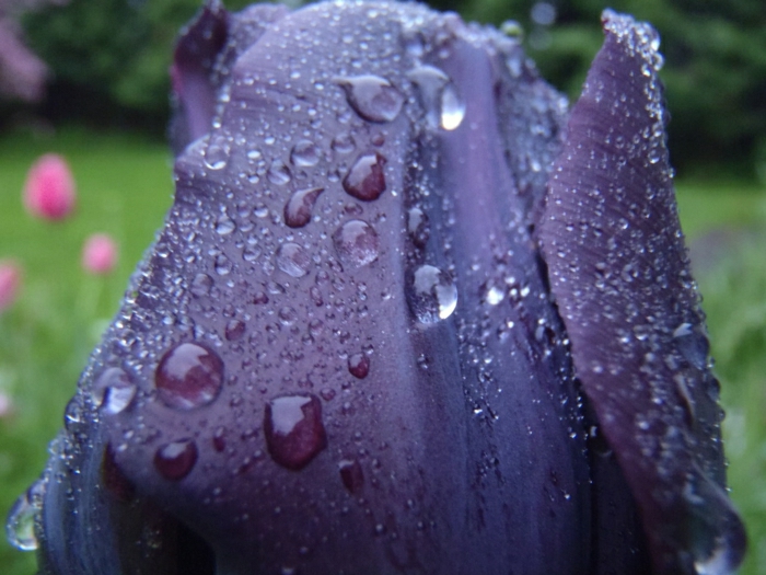 la-tulipe-noire-photographe-publicitaire-idée-à-faire-les-gouts-d-eau-photographie-tulip