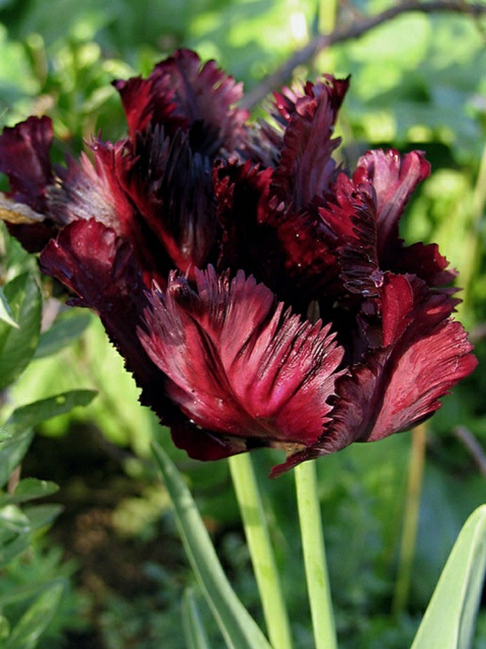 la-tulipe-noire-photographe-publicitaire-idée-à-faire-rouge-fleurie