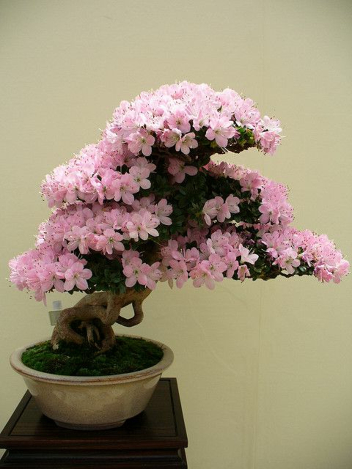 le-style-japonais-dans-l-intérieur-un-joli-bonsai-pour-decorer-chez-vous-avec-plante-exotique-intérieur-avec-plante-d-interieur-depolluantes