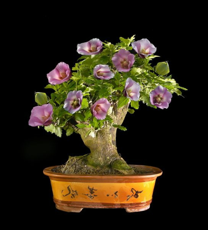 le-style-japonais-dans-l-intérieur-un-joli-bonsai-pour-decorer-chez-vous-avec-plante-exotique-intérieur-hibiscus-bonsain