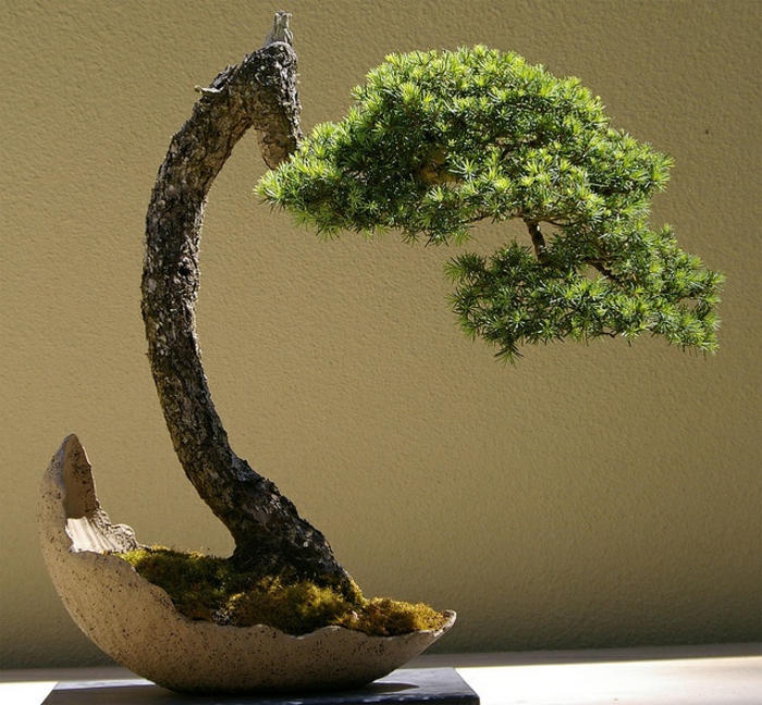 le-style-japonais-dans-l-intérieur-un-joli-bonsai-pour-decorer-chez-vous-avec-plante-exotique-intérieur-joli-bonsai