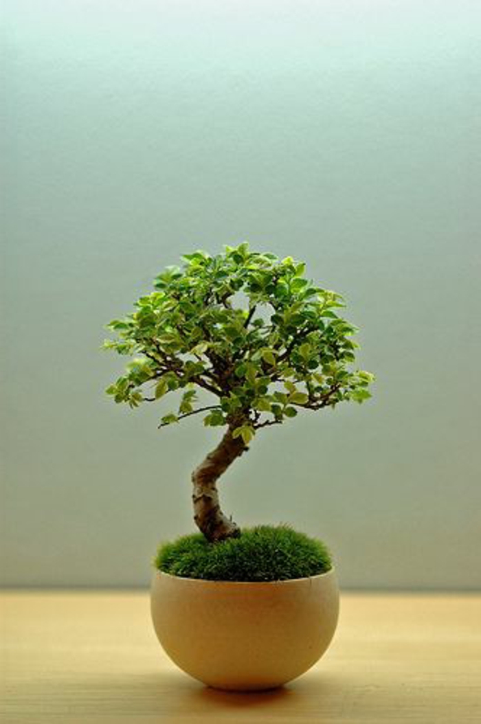 le-style-japonais-dans-l-intérieur-un-joli-bonsai-pour-decorer-chez-vous-avec-plante-exotique-intérieur