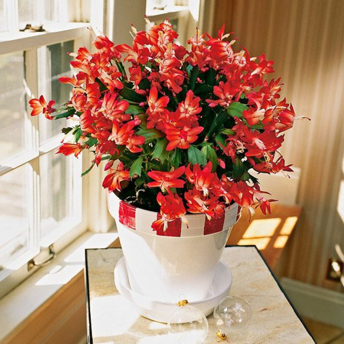 les-plus-beaux-fleurs-d-intérieur-plante-exotique-intérieur-jolie-decoration-pour-votre-maison