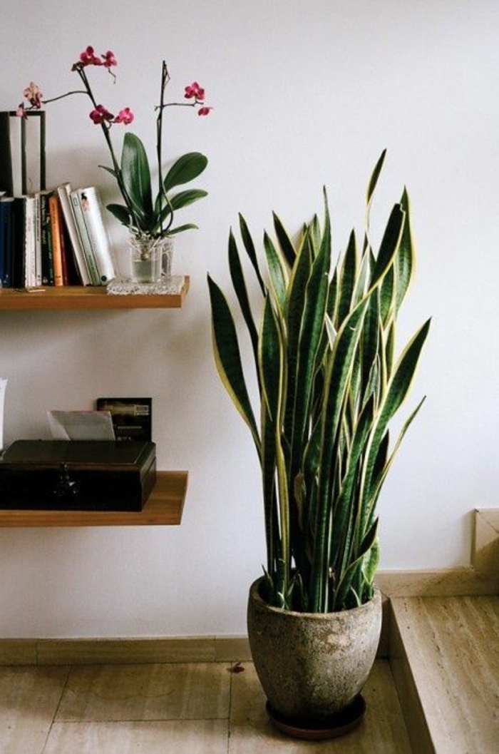 plante-d-intérieur-pour-decorer-chez-vous-avec-plante-d-interieur-depolluante-jolie-idee