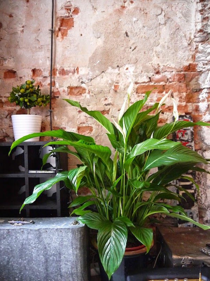 plante-exotique-intérieur-plante-d-intérieur-vert-pour-decorer-l-interieur-chez-vous