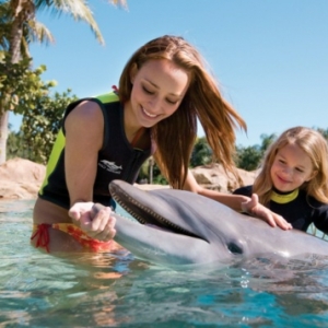 Rêvez vous de nager avec les dauphins?