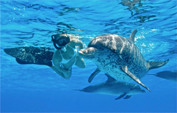 réaliser-son-rêve-nager-avec-les-dauphins-marinelan-de-dedans