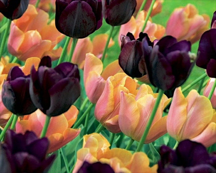 Sweet Joy Triumph Tulip Collection flowering in Apr-May, height 45cm