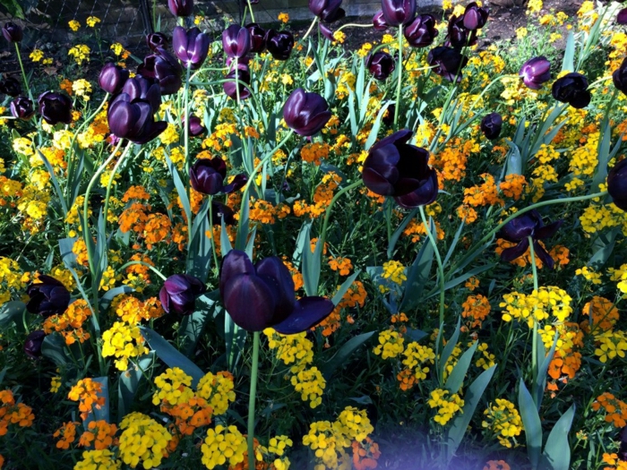 tulipe-noire-fleur-nature-beauté-jardin-nature-cool-couleurs