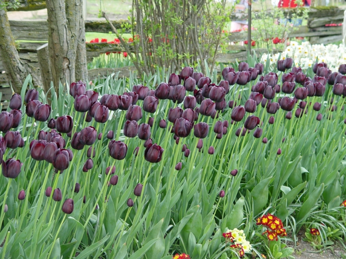 tulipe-noire-fleur-nature-beauté-jardin-nature-fleurs