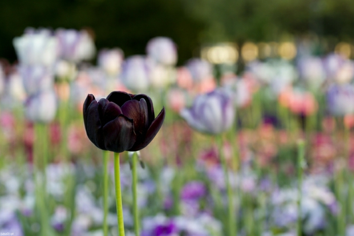 tulipe-noire-fleur-nature-beauté-jardin-nature-gazon