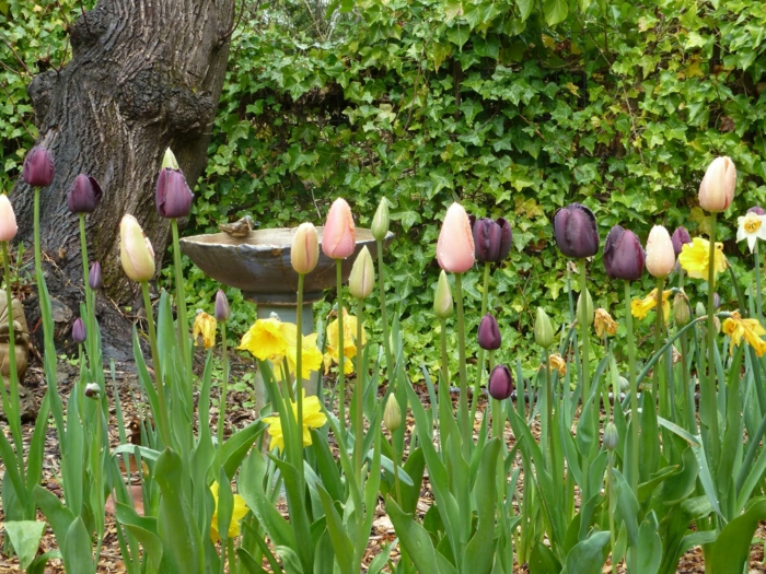 tulipe-noire-fleur-nature-beauté-jardin-nature-jardin-vert