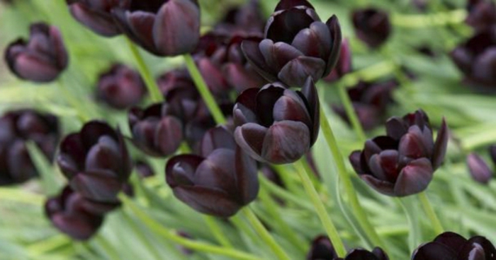 tulipe-noire-fleur-nature-beauté-jardin-nature-vert
