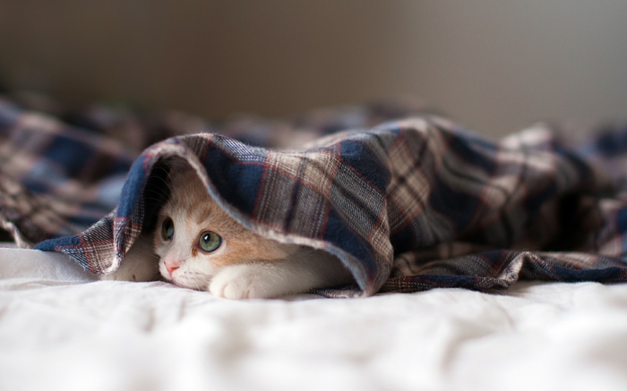 1-chat-sous-couverture-ambiance-cosy-beauté-dans-la-chamber-chat-maison-cosy