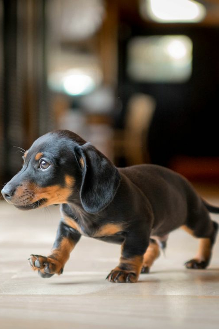 5-Teckel-le-plus-mignon-chien-du-monde-comment-choisir-un-joli-petit-chien-photos-des-petits-chiens
