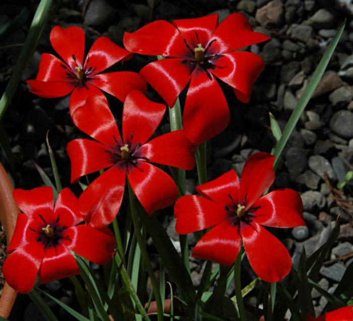 la-tulipe-tulipe-linifolia-couleur-ardente