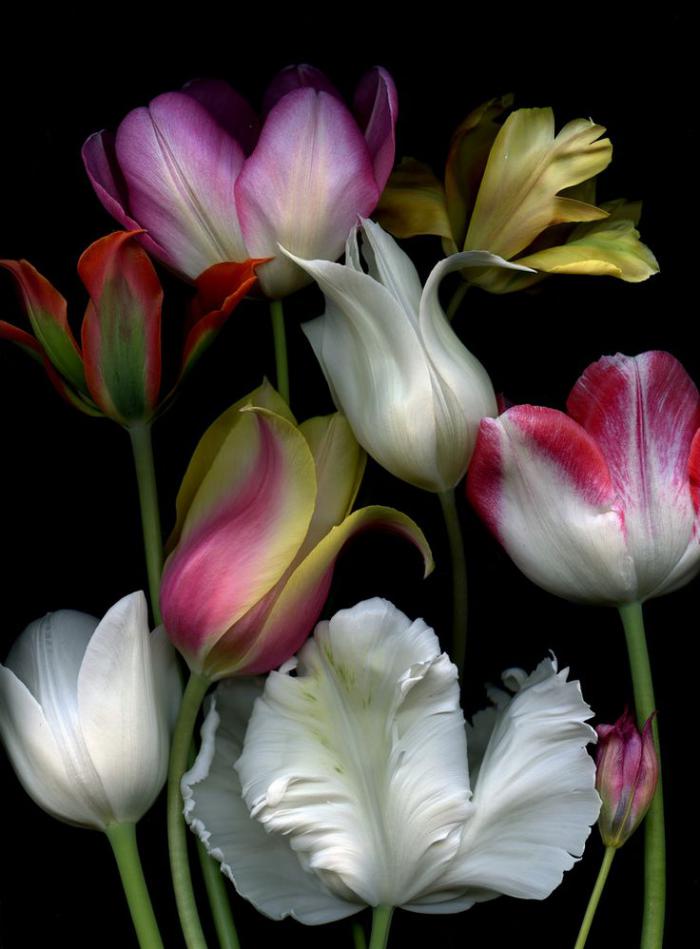 la-tulipe-assortement-de-tulipes-magnifiques