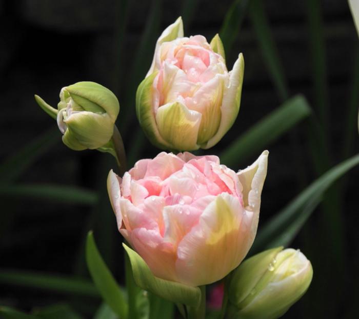 la-tulipe-tulipe-pivoine-pâle-jolies-fleurs
