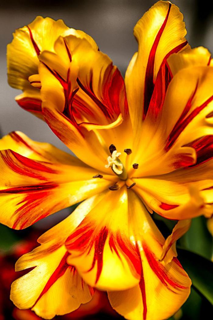 la-tulipe-belle-corolle-épanouie-de-tulipe-jaune