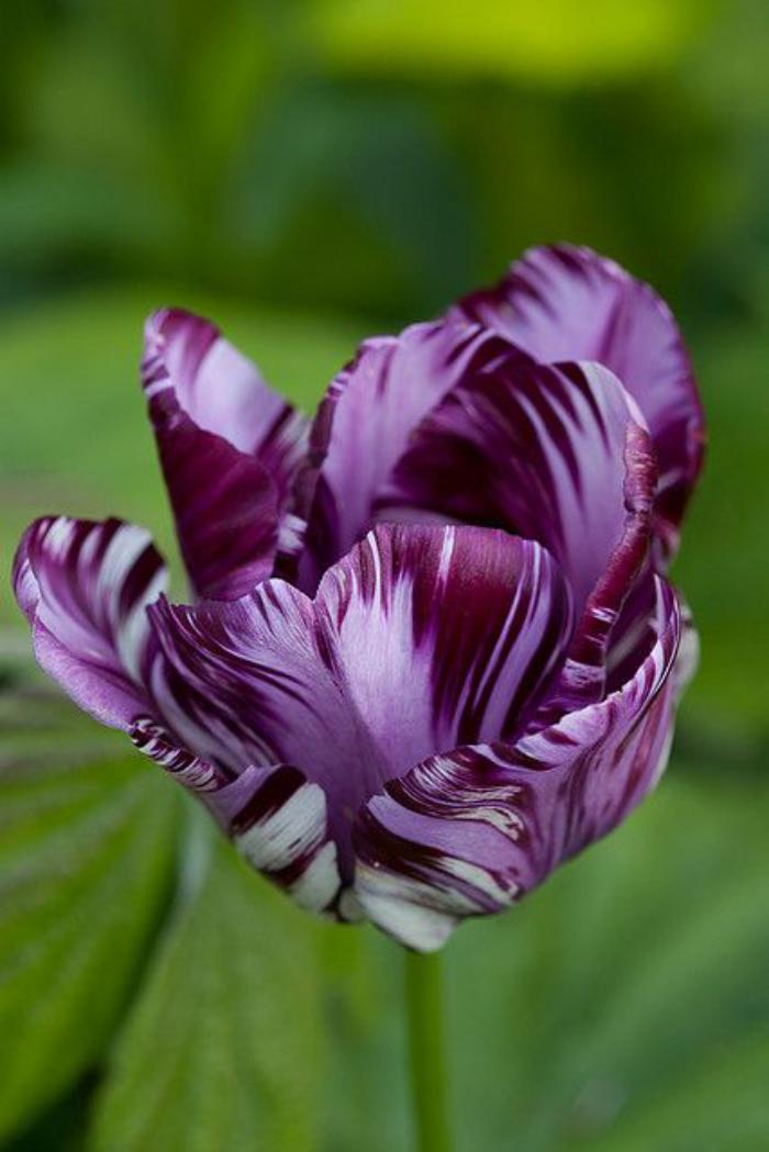la-tulipe-belle-tulipe-bariolée-en-blanc-et-lilas