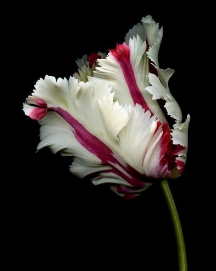 la-tulipe-belle-tulipe-frangée-rouge-et-blanc